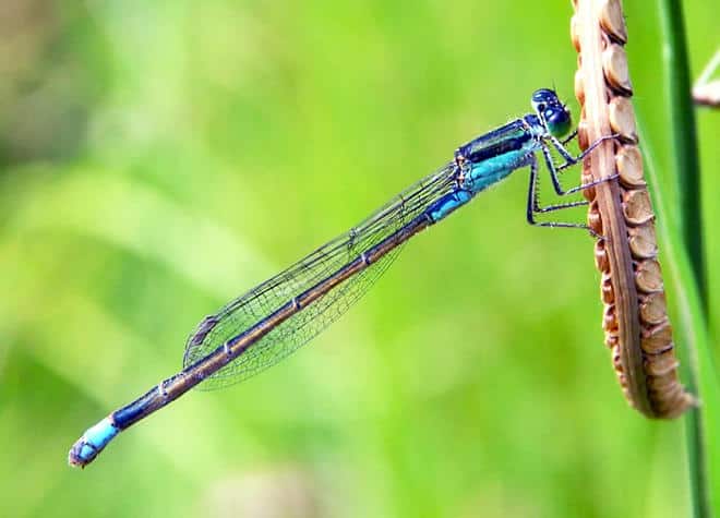 昆虫図鑑・アオモンイトトンボ